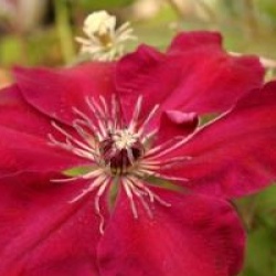 Clematis 'Westerplatte'