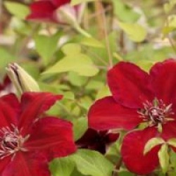 Clematis 'Westerplatte'