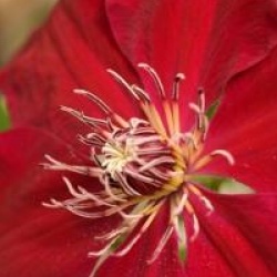 Clematis 'Westerplatte'