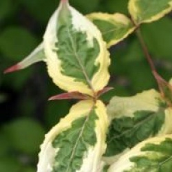 Cornus kousa 'Akatsuki'