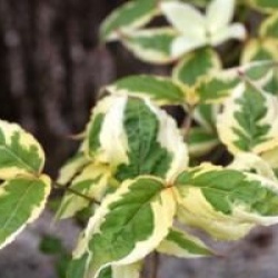 Cornus kousa 'Akatsuki'