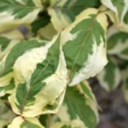 Cornus kousa 'Akatsuki'