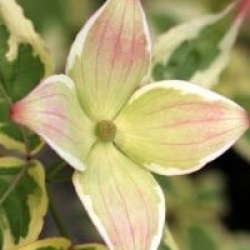 Cornus kousa 'Akatsuki'