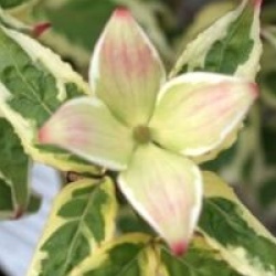 Cornus kousa 'Akatsuki' - Cornouiller � fleur Akatsuki