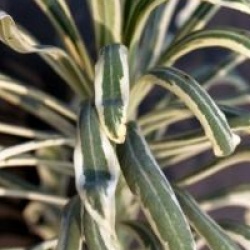 Euphorbia characias 'Tasmania Tiger'