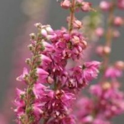 Calluna vulgaris 'Allegro'
