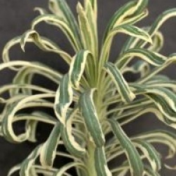 Euphorbia characias 'Tasmania Tiger' - Euphorbe panach� Tasmania Tiger