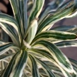 Euphorbia characias 'Tasmania Tiger'