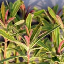 Euphorbia martinii  'Ascot Rainbow' - Euphorbe Ascot Rainbow