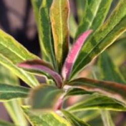 Euphorbia martinii  'Ascot Rainbow'
