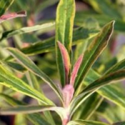 Euphorbia martinii  'Ascot Rainbow'