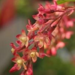 Groseiller � fleurs gordonianum