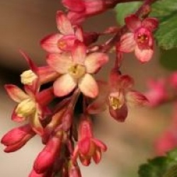 Ribes x gordonianum