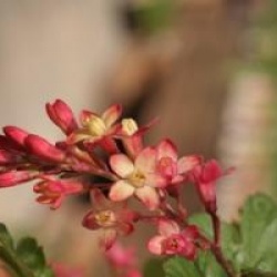 Ribes x gordonianum
