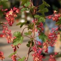Ribes x gordonianum