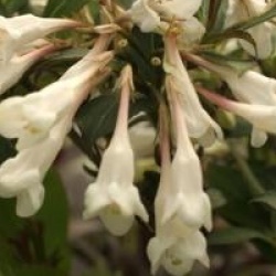 Weigela Black and White � 'Courtacad1' cov  - Weigelia Black and White