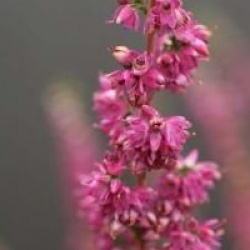 Calluna vulgaris 'Allegro'