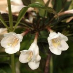 Weigela Black and White � 'Courtacad1' cov 