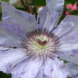 Clematis 'Lilactime' - Cl�matite Lilactime