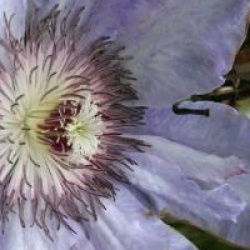Clematis 'Lilactime'