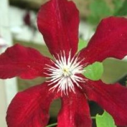 Clematis 'Rebecca'