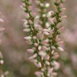 Calluna vulgaris 'Anette' cov 