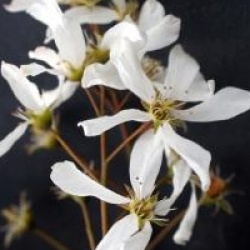 Amelanchier x grandiflora 'Robin Hill' - Am�lanchier Robin Hill