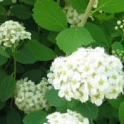 Spiraea betulifolia 'Tor'