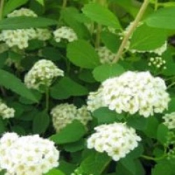 Spiraea betulifolia 'Tor'