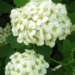 Spiraea betulifolia 'Tor'