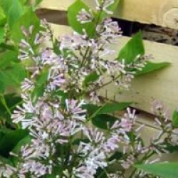 Syringa patula 'Miss Kim' - Lilas de Mandchourie Miss Kim