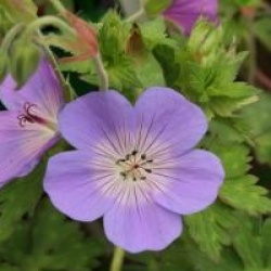 Geranium Rozanne 