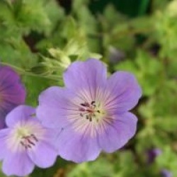 Geranium Rozanne 