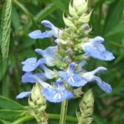 Salvia uliginosa