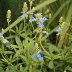 Salvia uliginosa