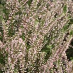 Calluna vulgaris 'Anette' cov 