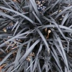 Ophiopogon planiscapus 'Nigrescens' - Ophiopogon noir