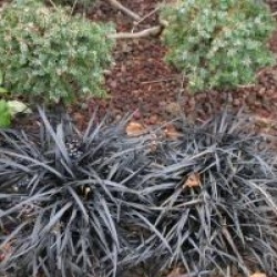 Ophiopogon planiscapus 'Nigrescens'