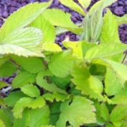 Aralia cordata 'Sun King'