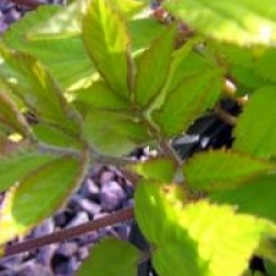 Aralia cordata 'Sun King'