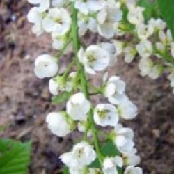 Prunus padus 'Le Thoureil' - Merisier � grappes le thoureil