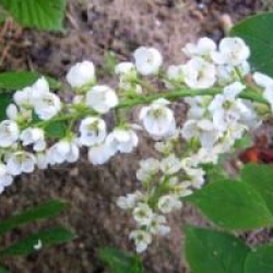 Prunus padus 'Le Thoureil'