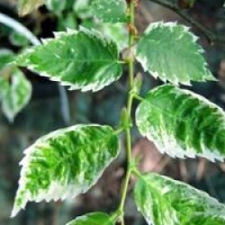 Zelkova serrata 'Variegata'