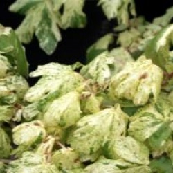 Acer campestris 'Pulverulentum'