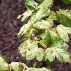 Acer campestris 'Pulverulentum'