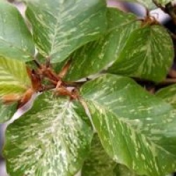 Fagus sylvatica 'Franken' - H�tre Franken