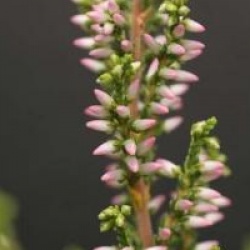 Calluna vulgaris 'Anette' cov 