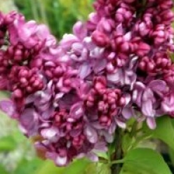 Lilas Prince Wolkonsky