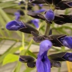 Salvia guaranitica