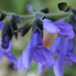 Salvia guaranitica